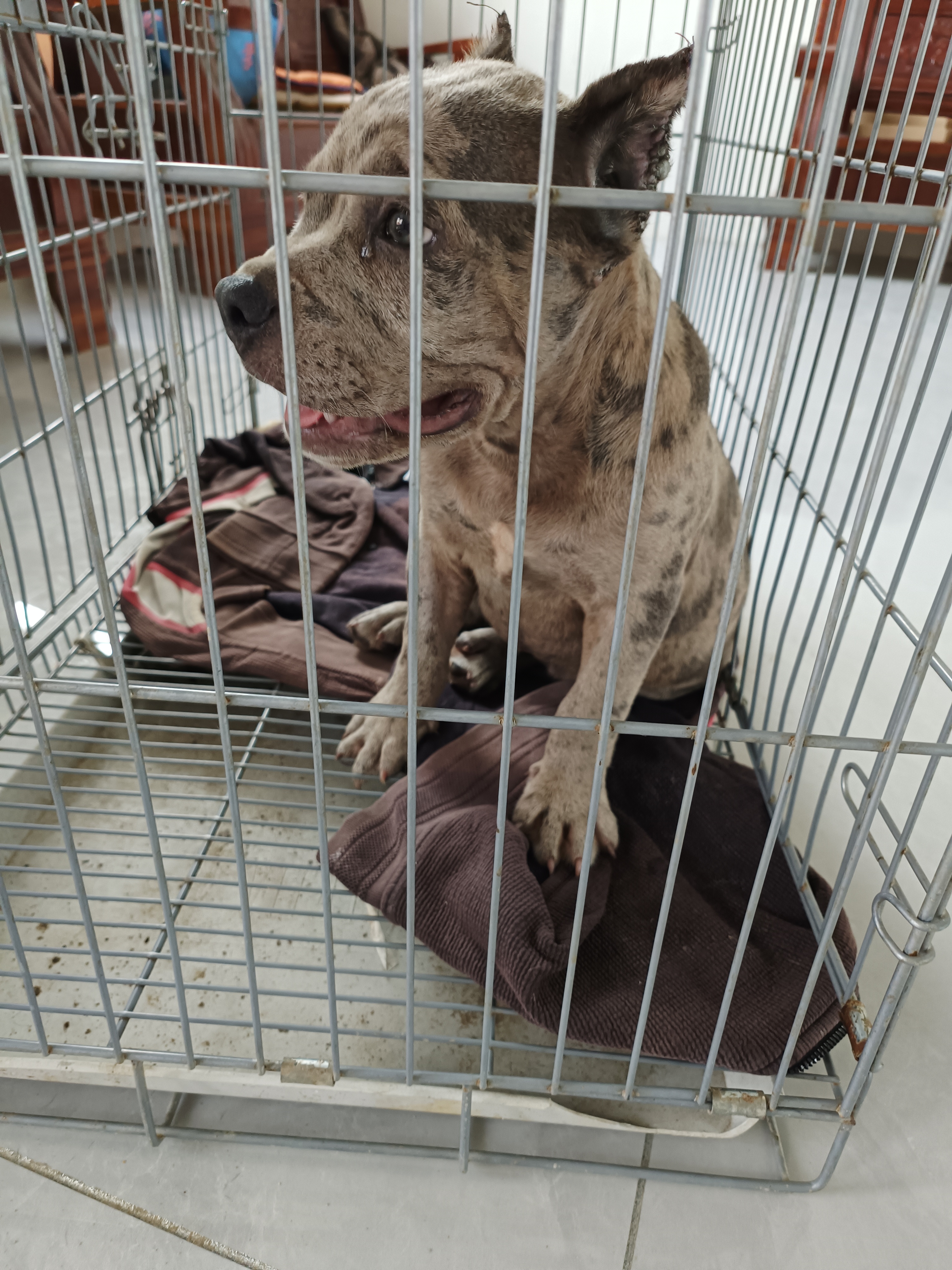 恶霸犬  陨石色大体  公母都有…